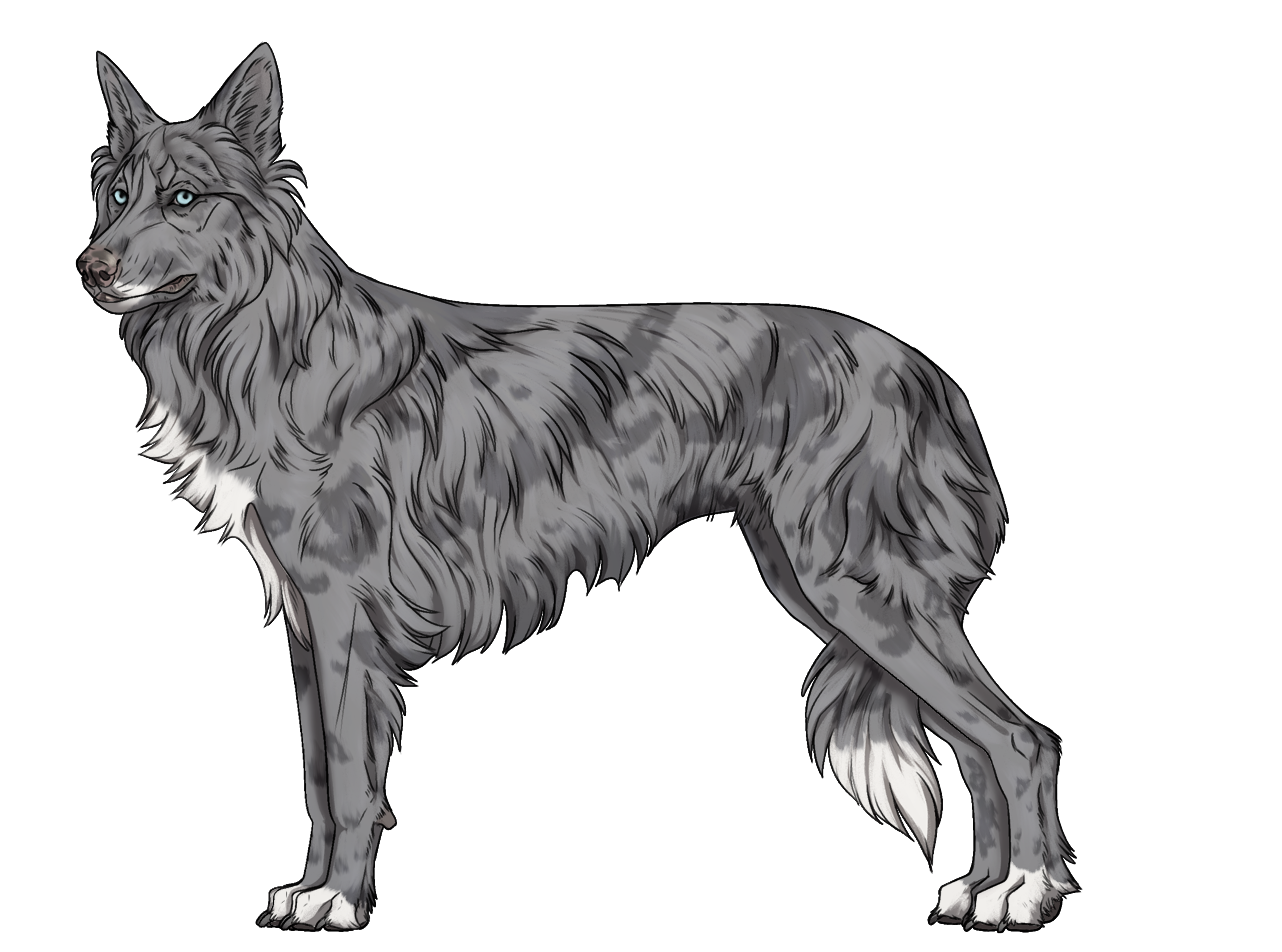 Random Dog