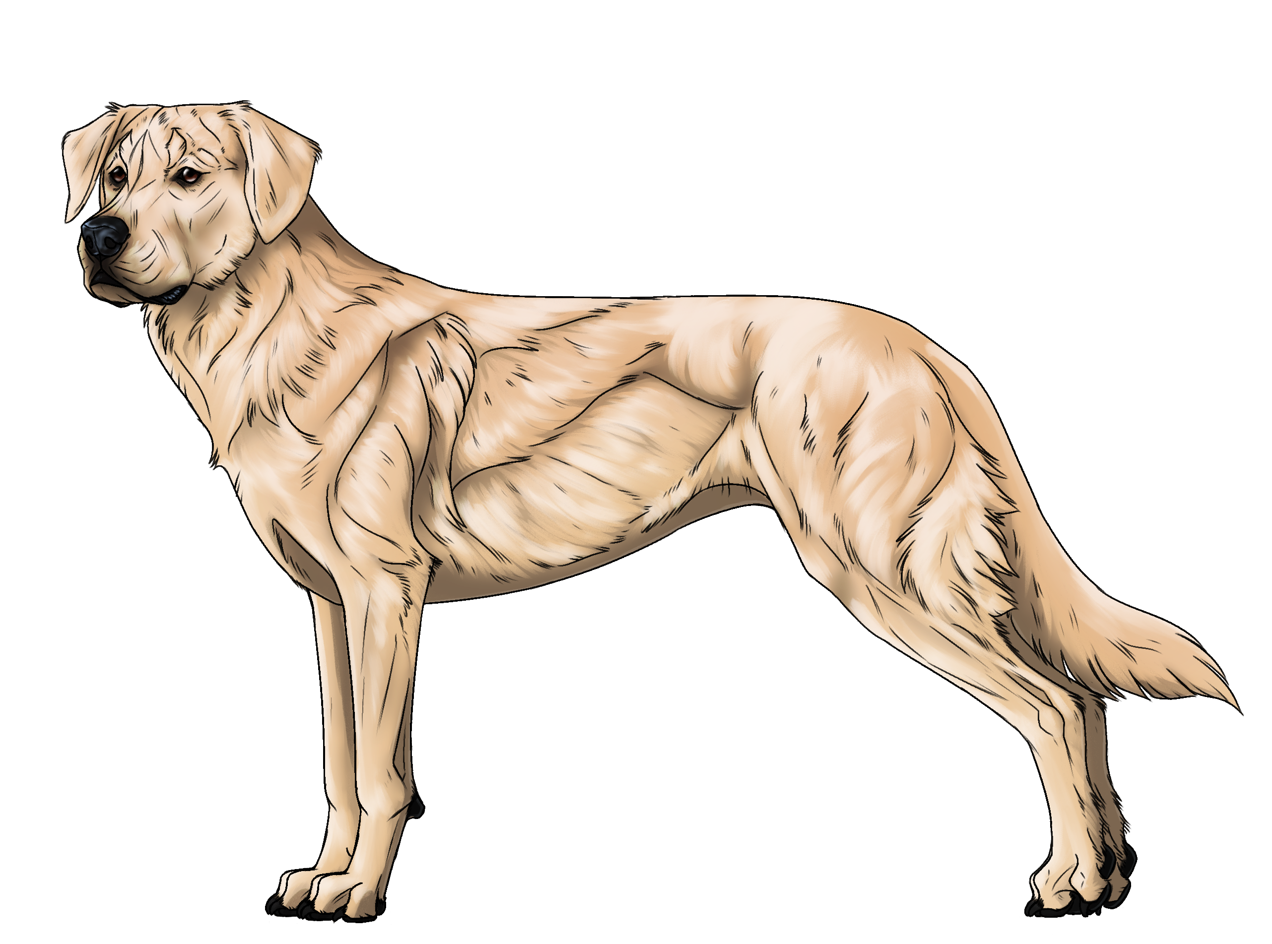 Random Dog
