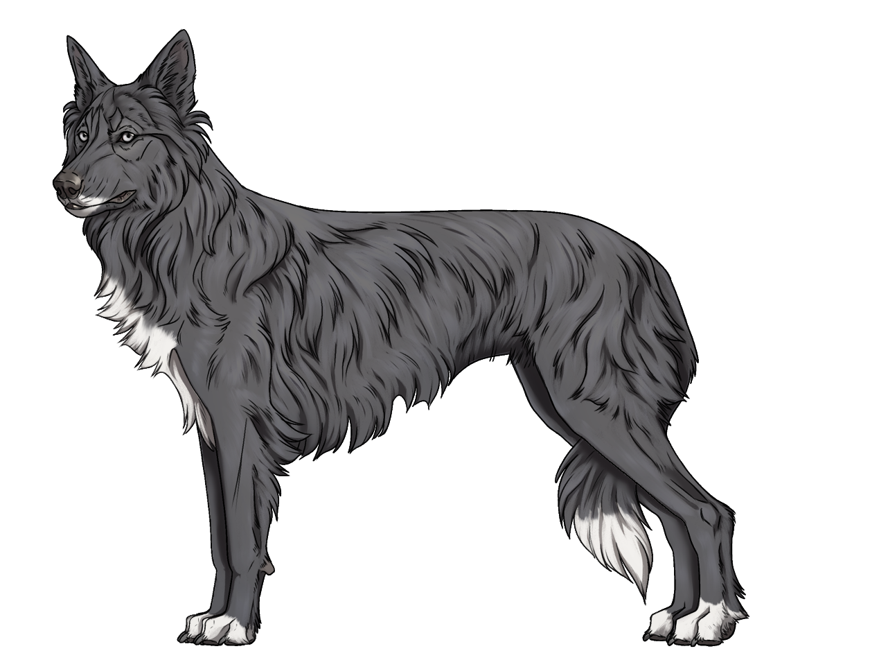 Random Dog