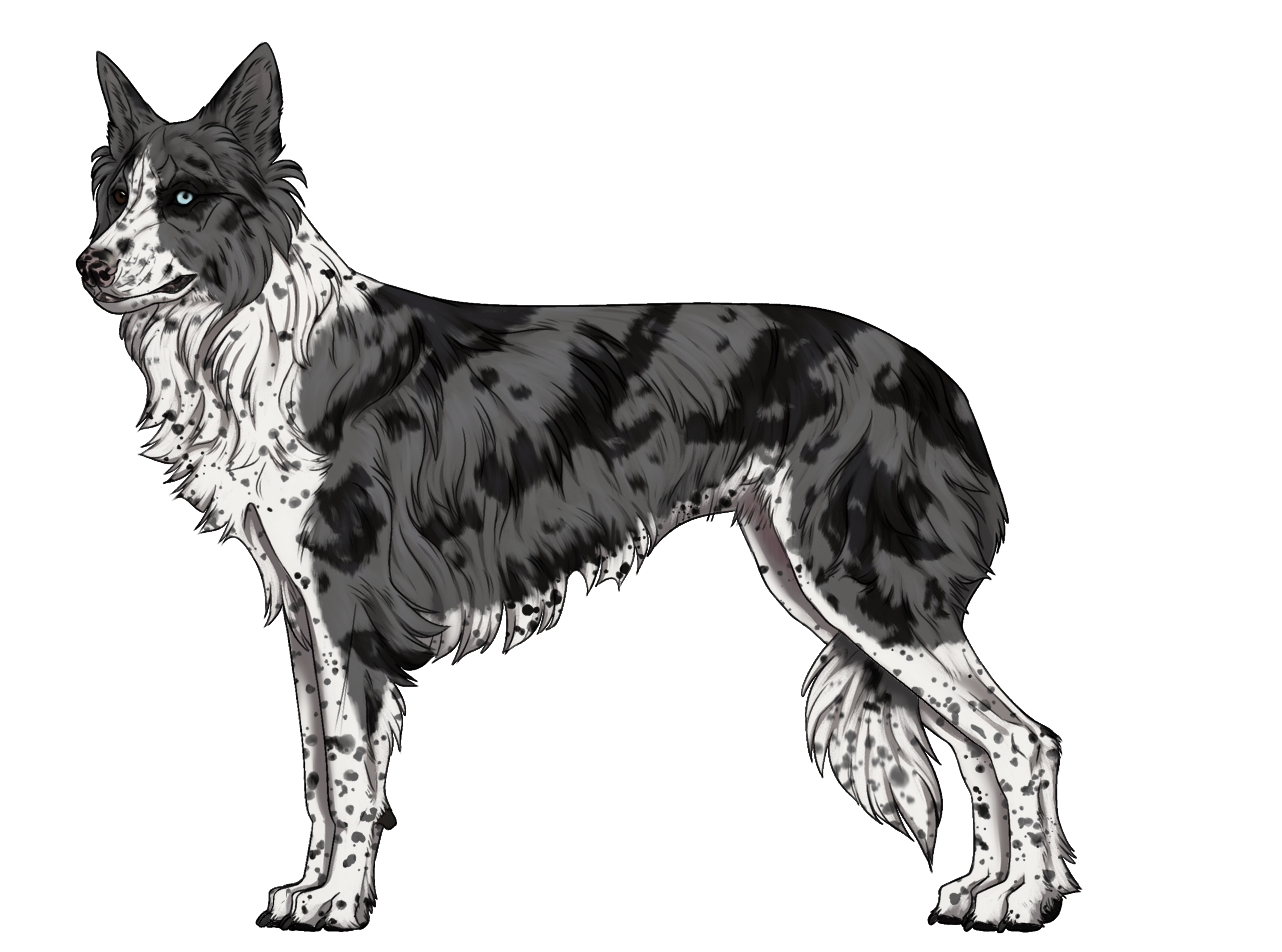 Random Dog