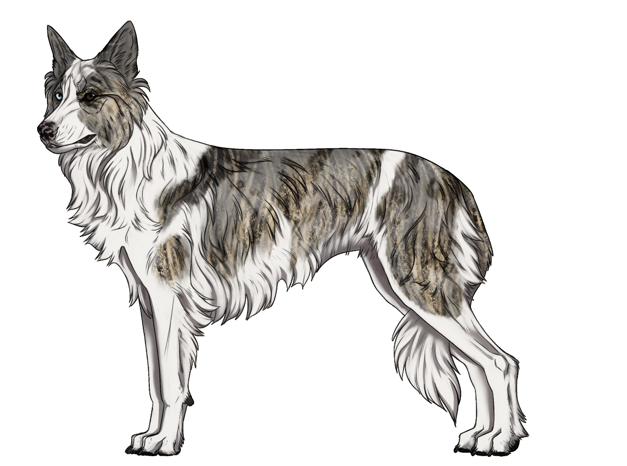 Random Dog