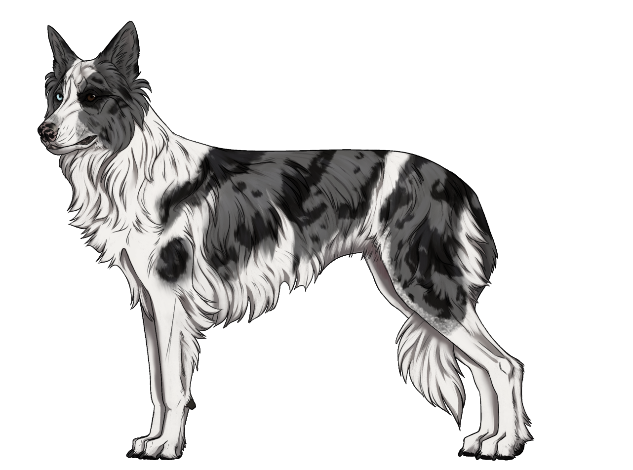Random Dog