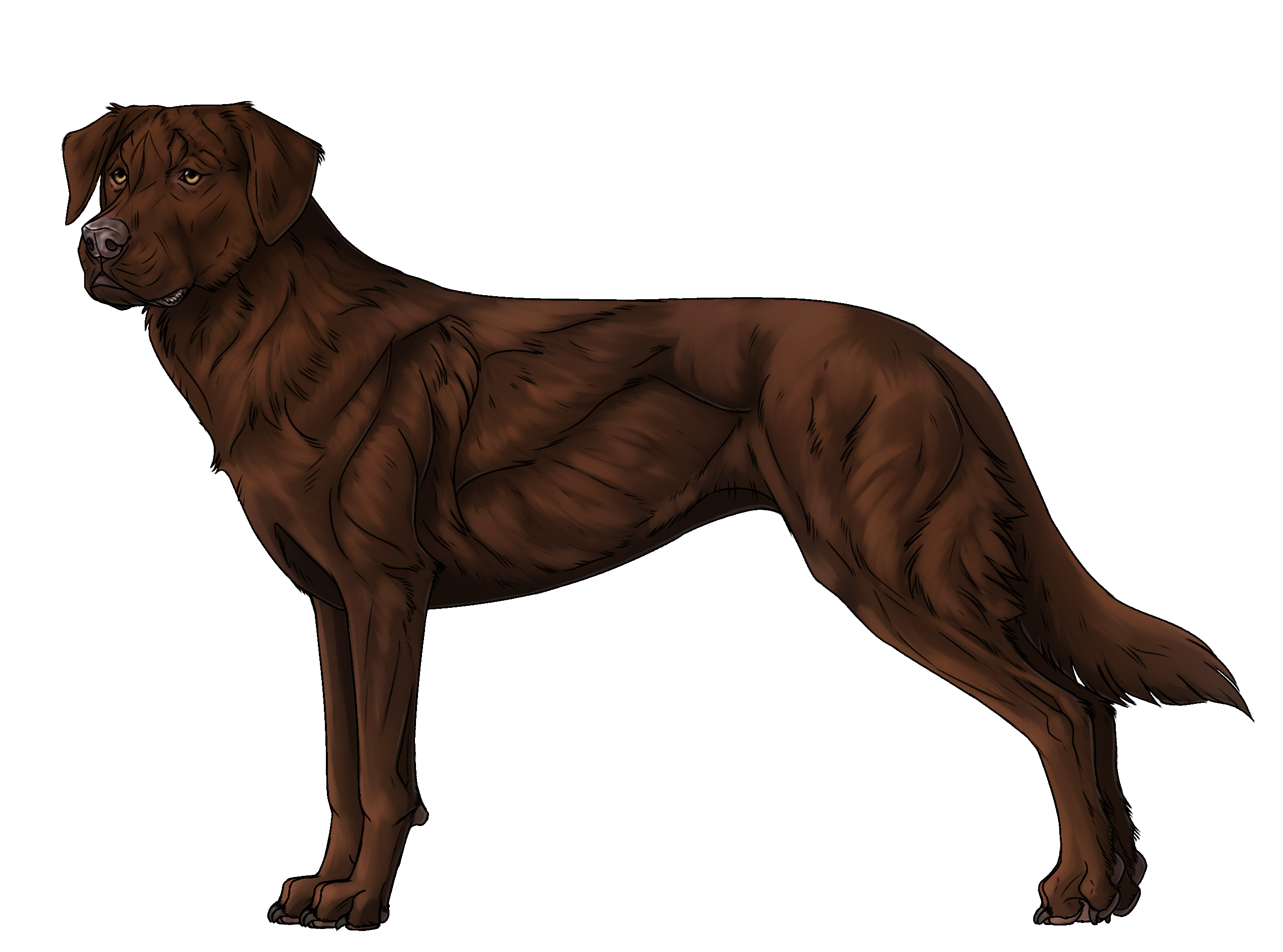 Random Dog