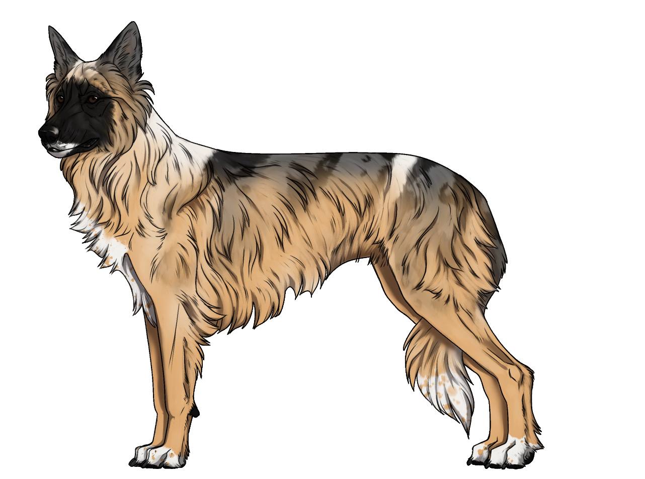 Random Dog
