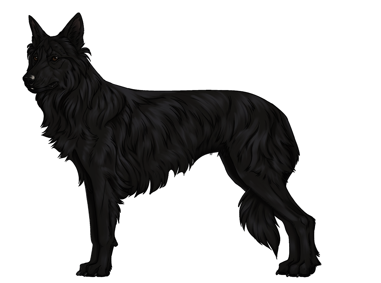 Random Dog