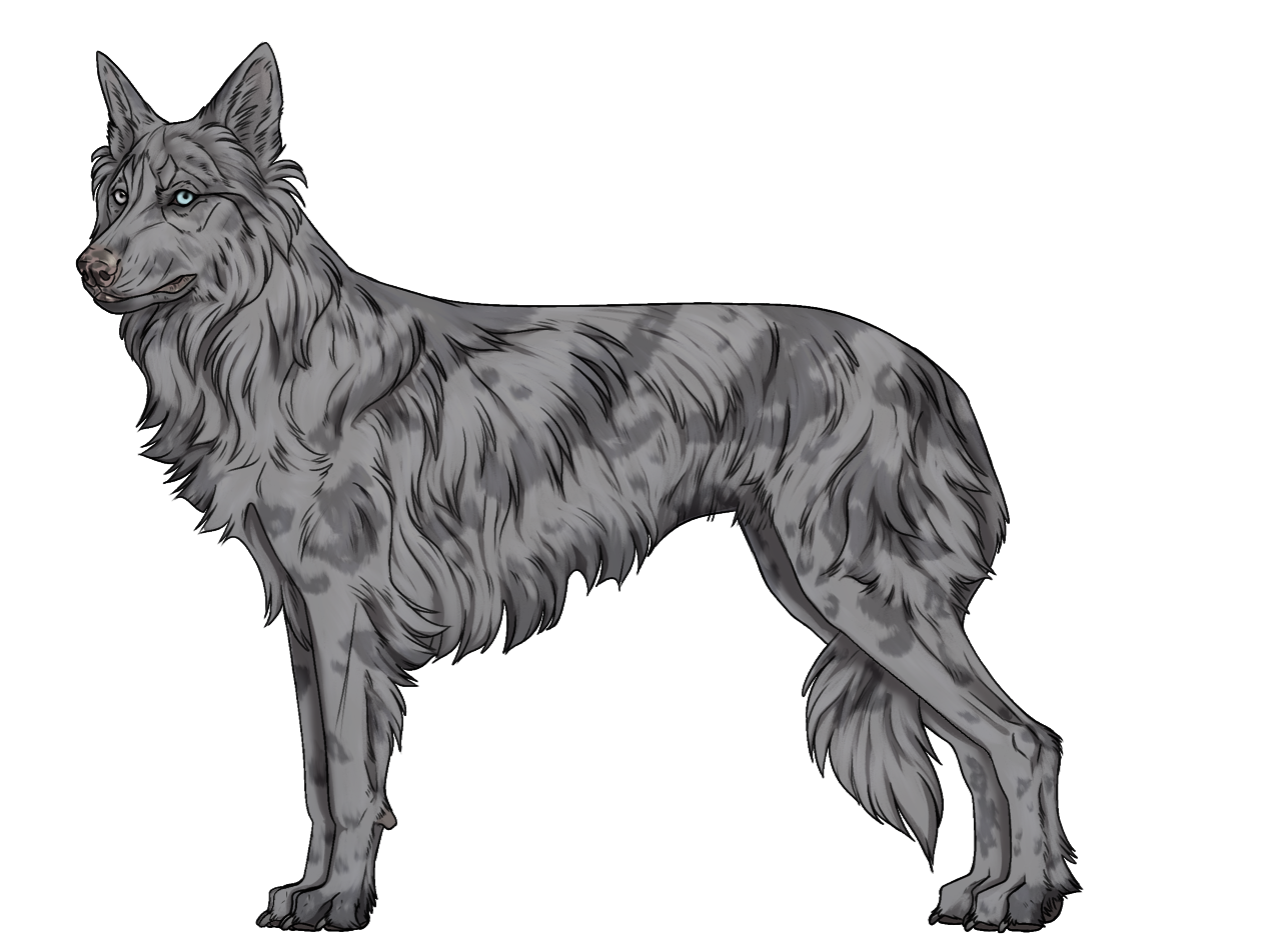 Random Dog