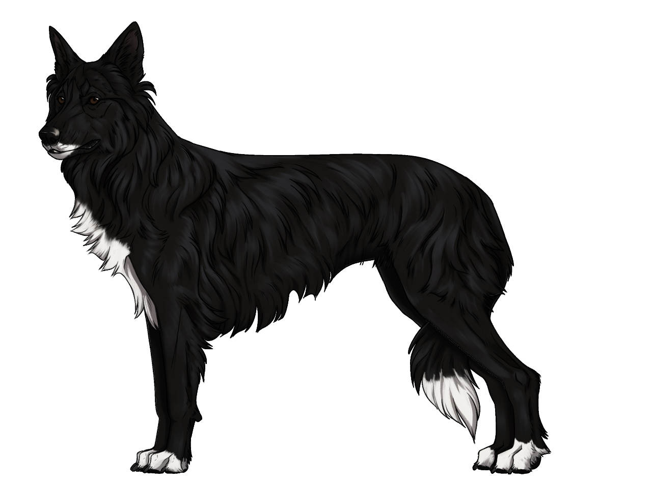 Random Dog