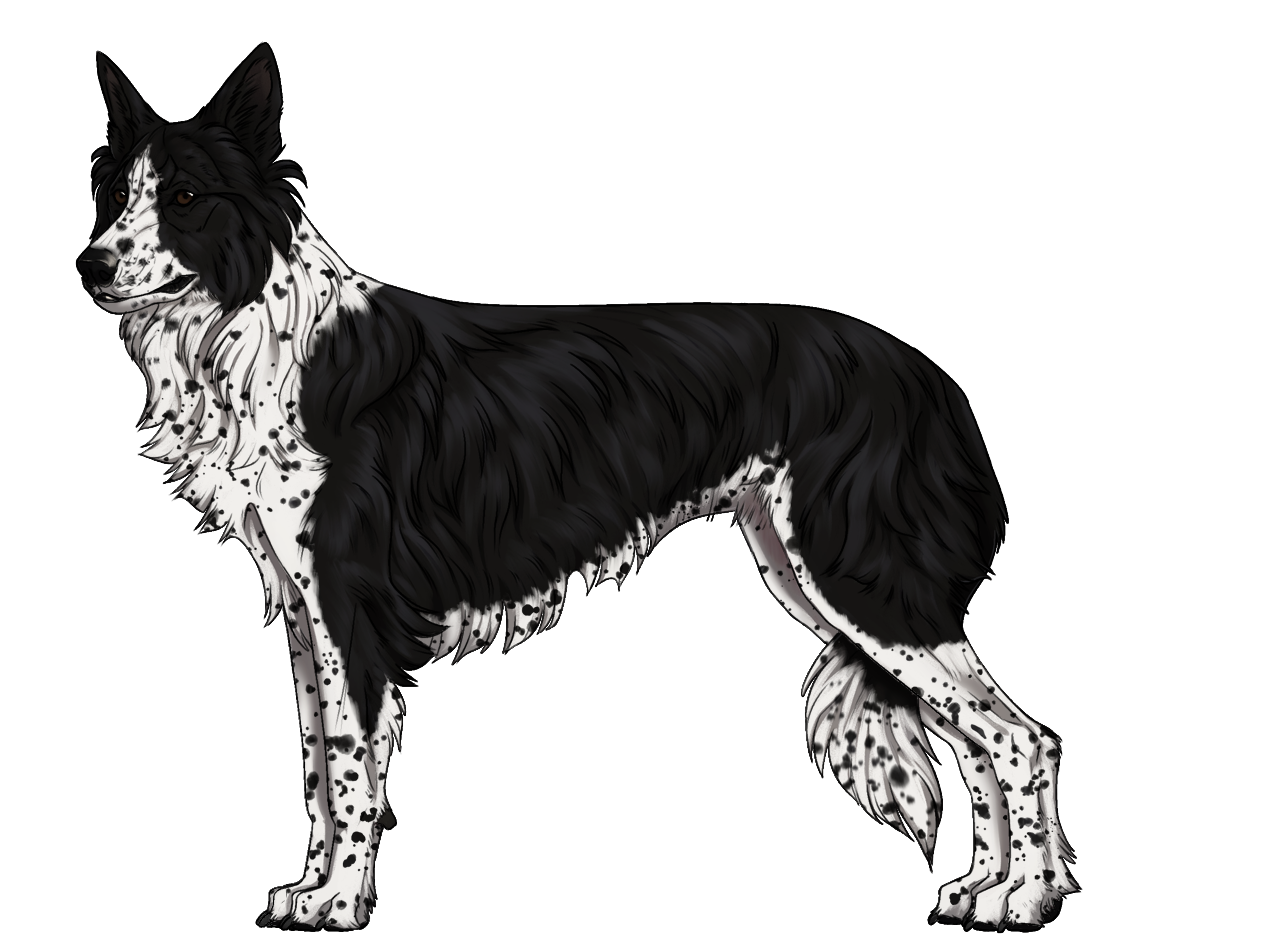 Random Dog