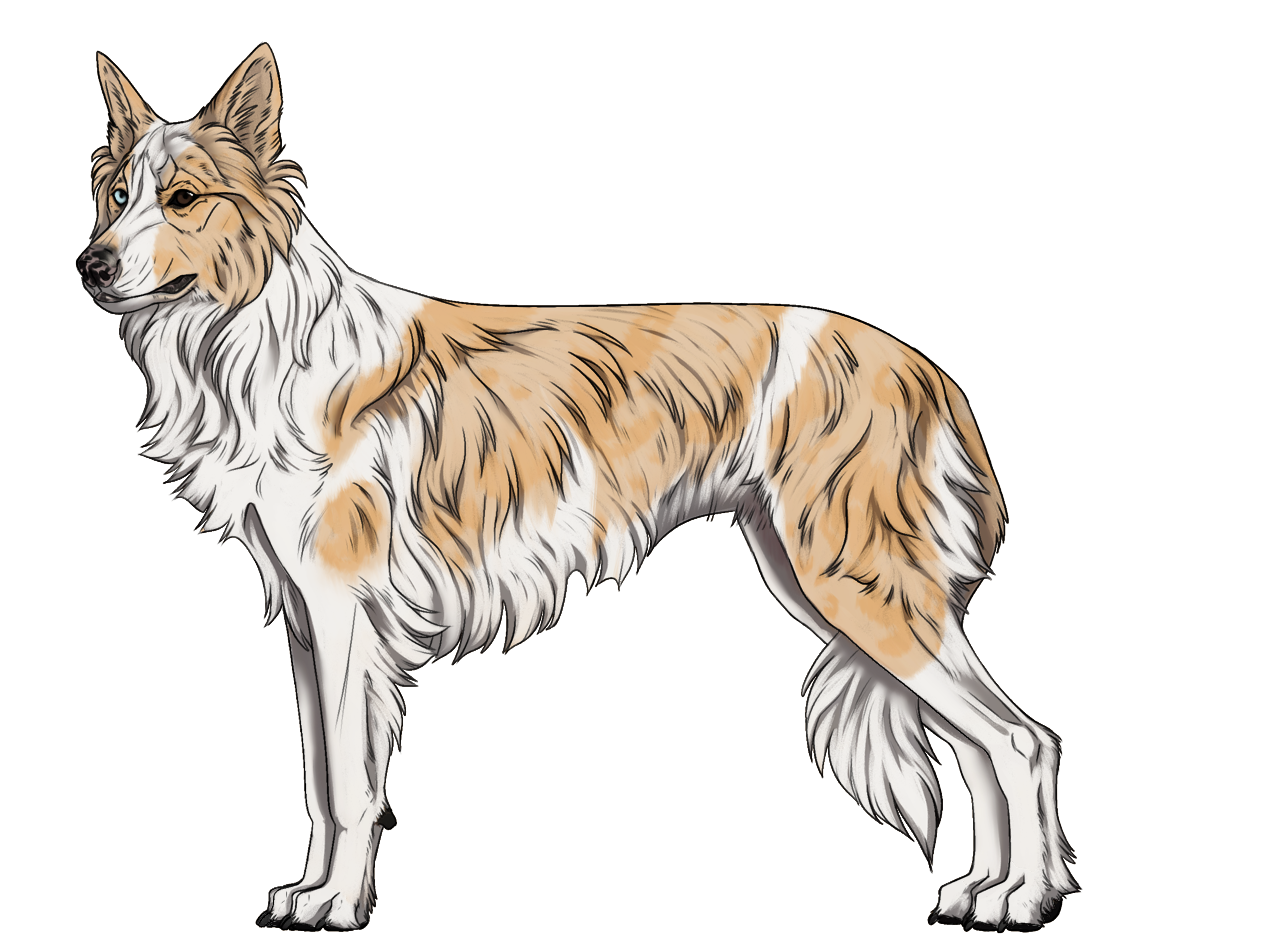 Random Dog