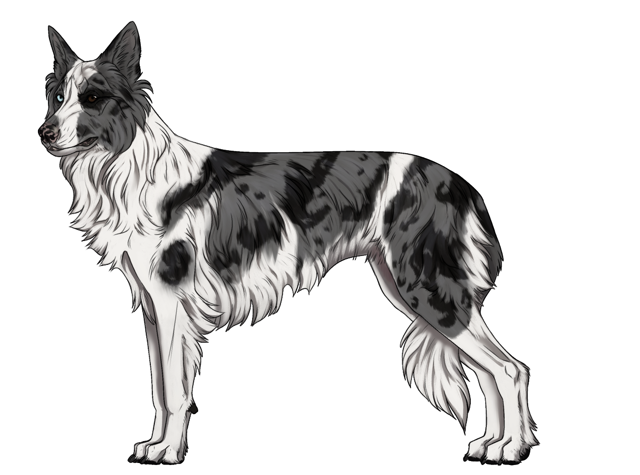 Random Dog